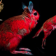Imagen para el artículo titulado Descubren un nuevo animal que brilla en la oscuridad bajo luz UV, y la razón puede ser muy ingeniosa: camuflaje